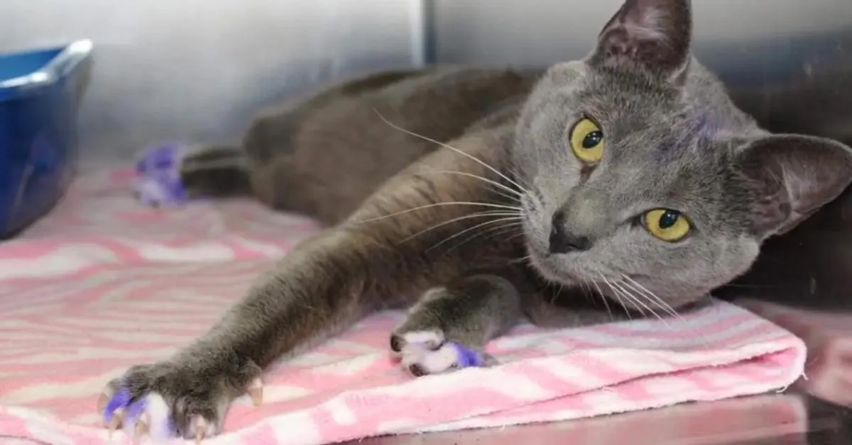 野良猫の足が紫色だったらすぐ保護して。動物シェルターが警告する「恐ろしいサイン」