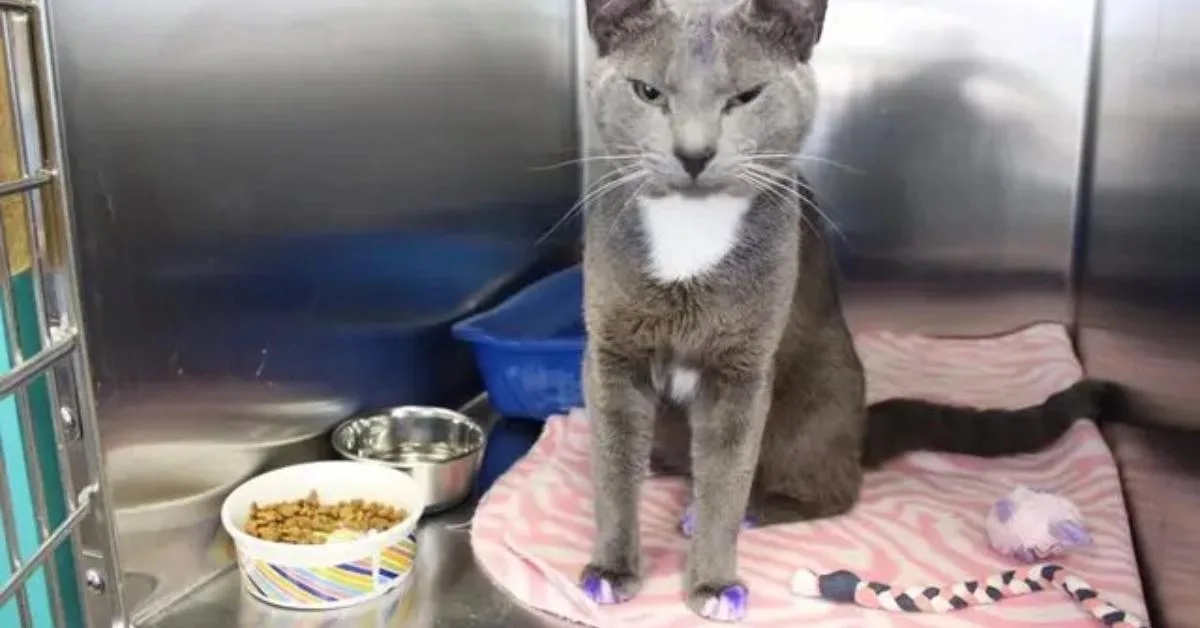野良猫の足が紫色だったらすぐ保護して。動物シェルターが警告する「恐ろしいサイン」