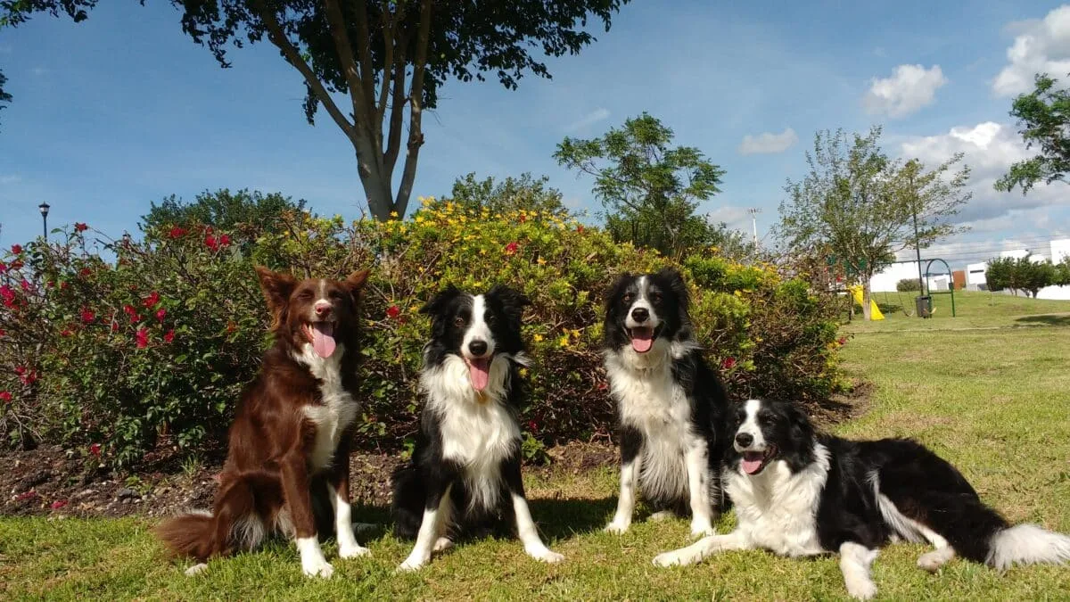 犬の脳は「嬉しそうな顔」を見るとおやつをもらった時と同じ反応をしていた