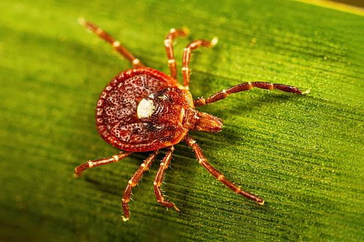治療法もワクチンもない「バーボンウイルス」、ニューヨークで初確認