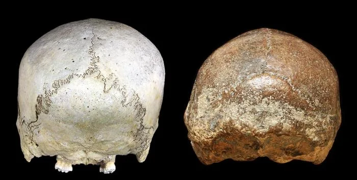 赤ちゃんが超泣き虫だったのは昔から？30万年前のホモ・エレクトスも頭の形で証明