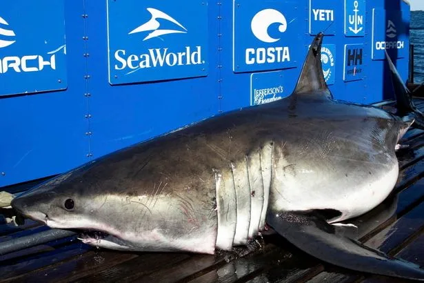 体長4m・体重640kgのホホジロザメ「ブルトン」、夏なのに南下して観光客を驚かす