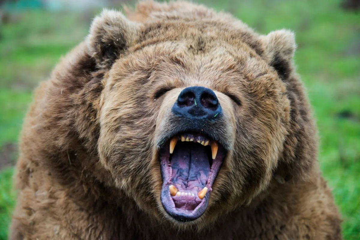 100メートル落下しながらヒグマに襲われ死亡…33歳男性の悲劇