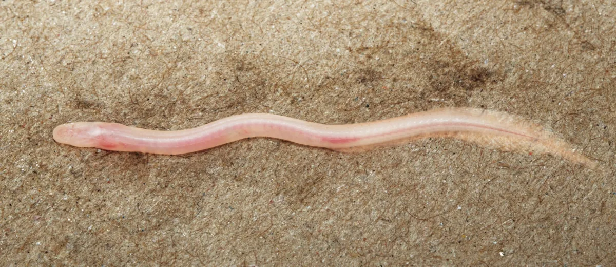 TikTokがきっかけで新種のウナギ発見、目も色素も退化した地下生物