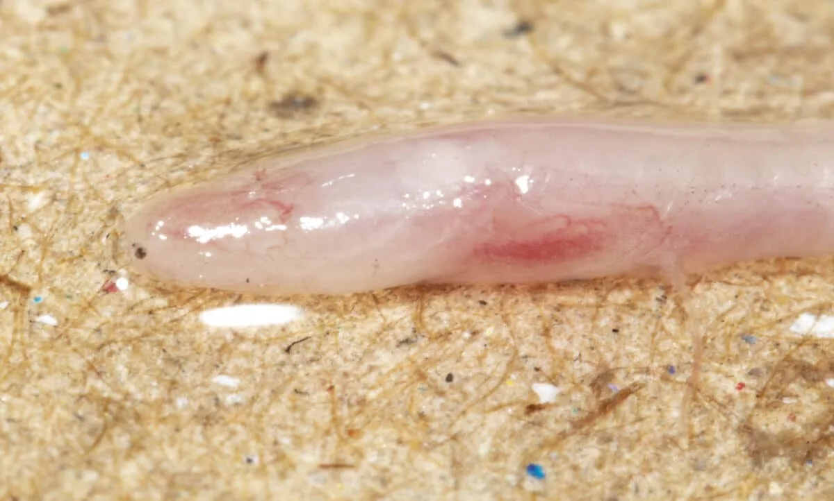 TikTokがきっかけで新種のウナギ発見、目も色素も退化した地下生物