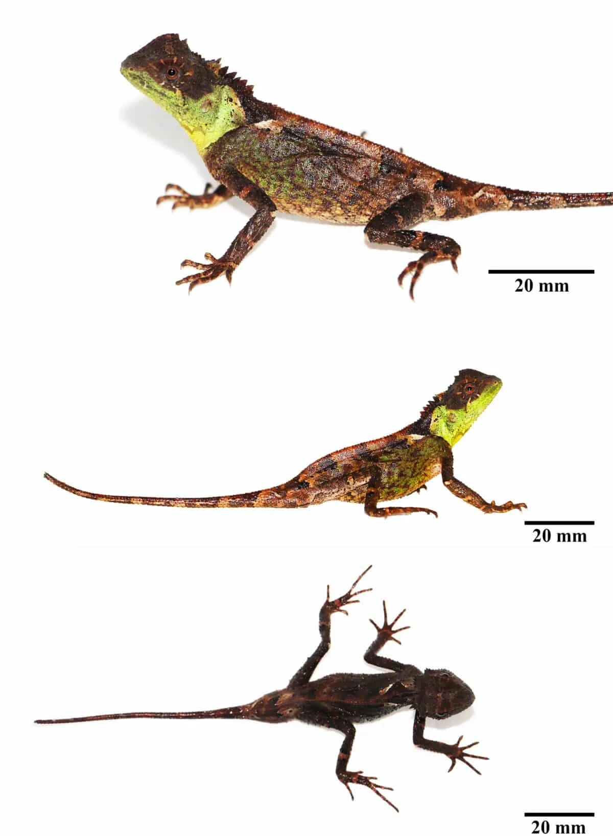 タイの山中で新種トカゲ発見、名前は『ハウス・オブ・ザ・ドラゴン』のドラゴンから