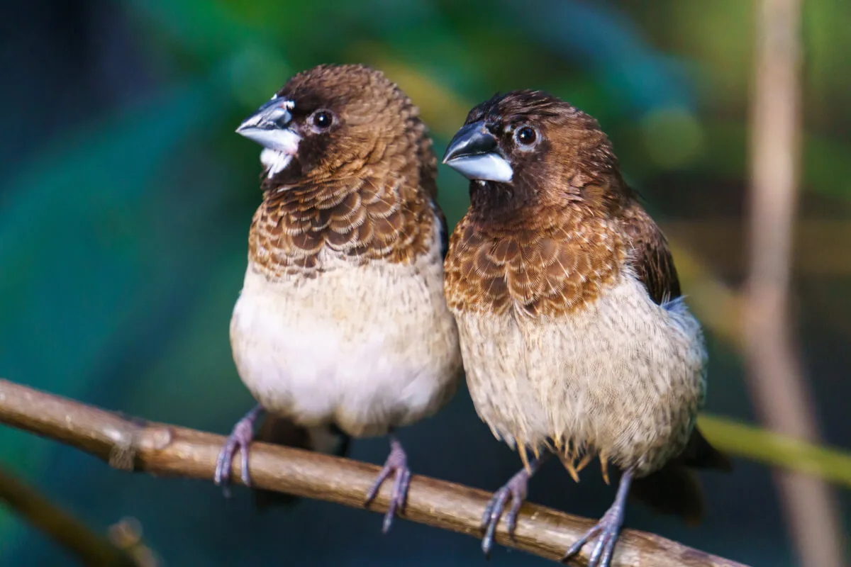 メス鳥はオスより寿命が18.5%短い、56万羽調査で判明した衝撃の事実