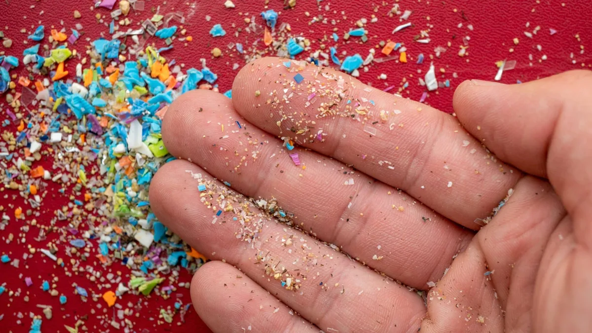 ジャンクフード＋マイクロプラスチックが肝臓をボロボロにする？マウスで衝撃のメカニズム判明